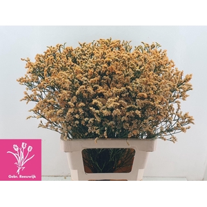 LIMONIUM SINENSE 'INCA DIAMOND'