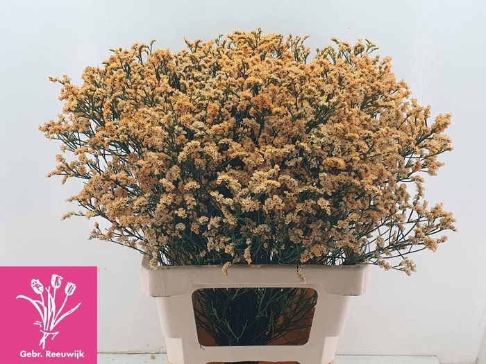<h4>LIMONIUM SINENSE 'INCA DIAMOND'</h4>