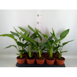 Strelitzia reg.   ...no flowers