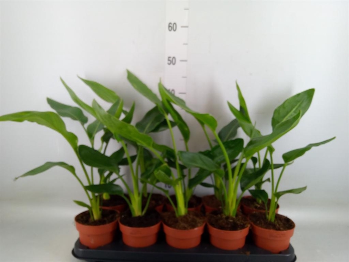 <h4>Strelitzia reg.   ...no flowers</h4>