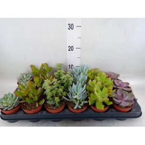 Succulents   ...mix 6