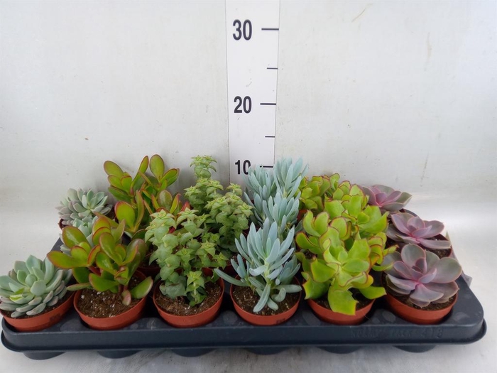 <h4>Succulents   ...mix 6</h4>