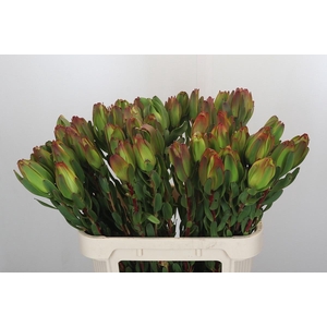 LEUCAD LAUREL YELLOW