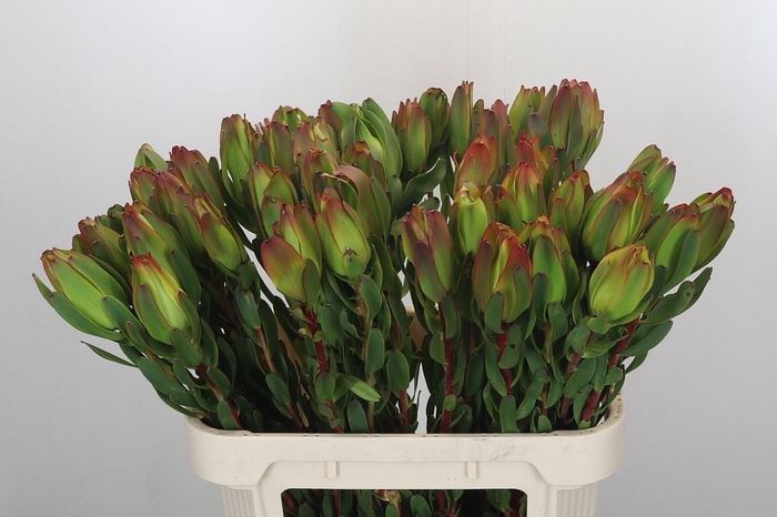 <h4>LEUCAD LAUREL YELLOW</h4>