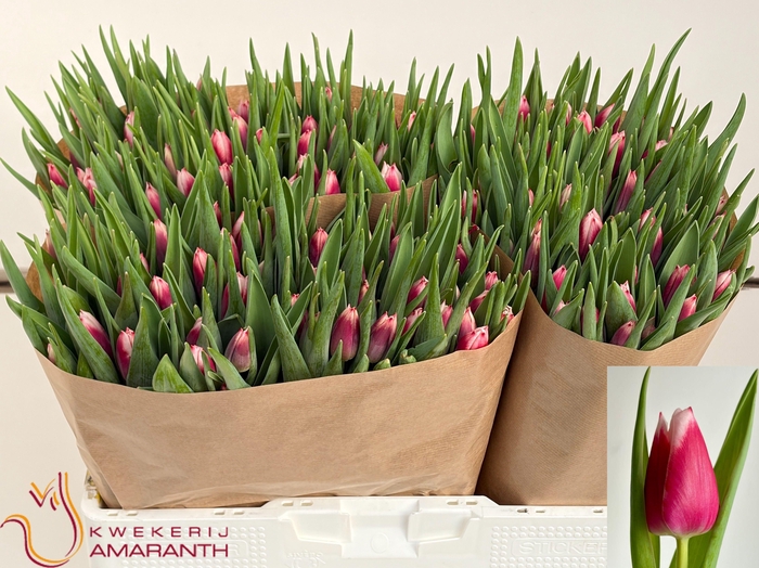 <h4>TU EN LA MANCHA</h4>