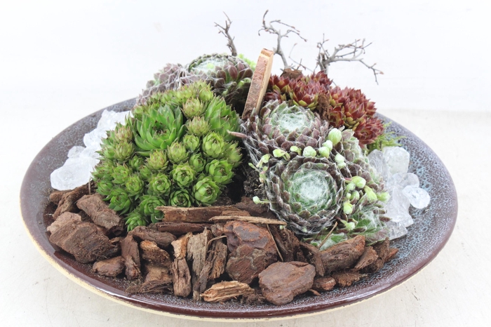 <h4>arr4 Semp PL - Ker. luxe bord L 401/2</h4>