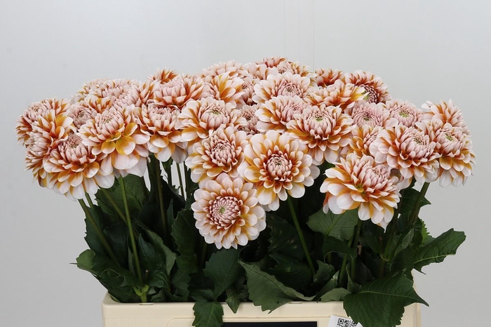 <h4>Dahlia Tangarine Dream</h4>