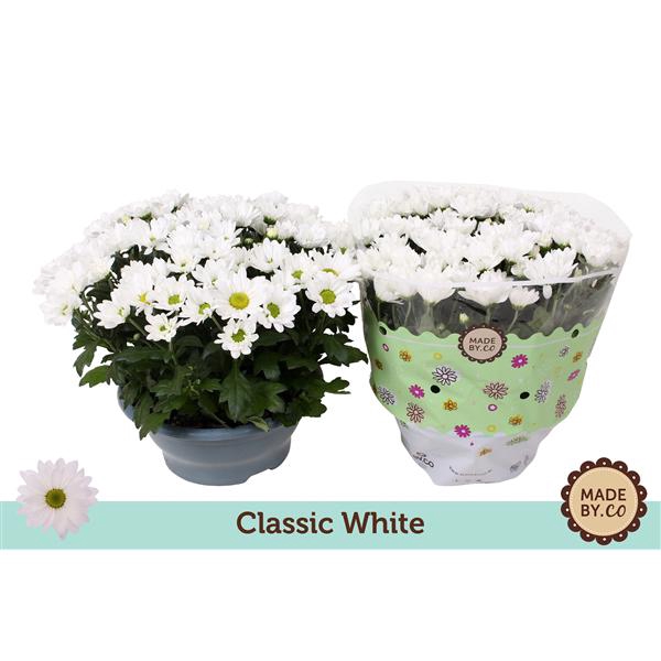 <h4>Chrysant Classic White</h4>