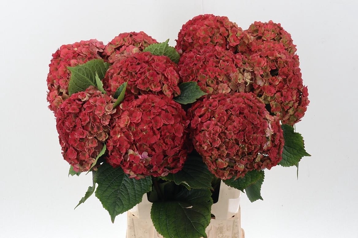 <h4>Hydr M Roy Anasta Cl</h4>