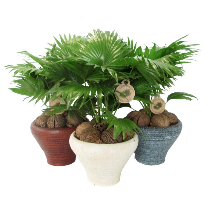 <h4>Livistona rotundifolia</h4>