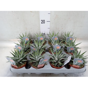 Haworthia fasciata 'Alba'