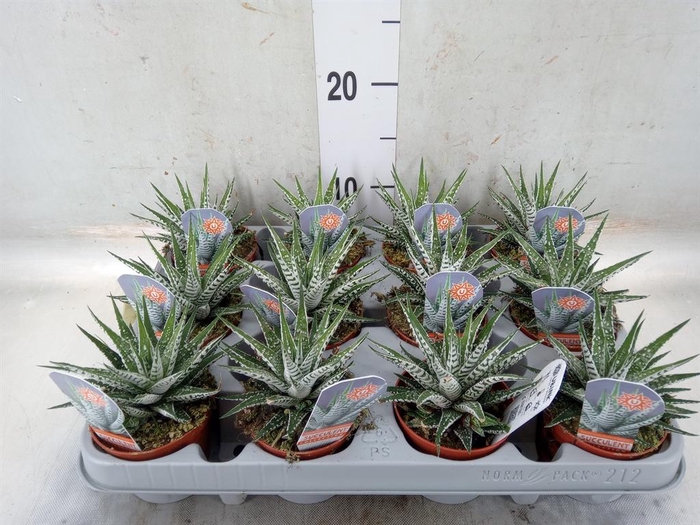 <h4>Haworthia fasciata 'Alba'</h4>