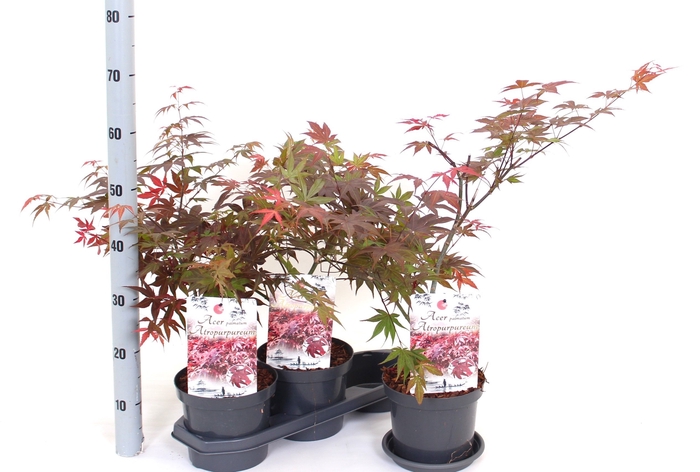 <h4>ACER PA ATROPURPUREU</h4>