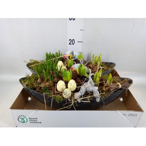 Arr.   Bol/Knolgewas L%