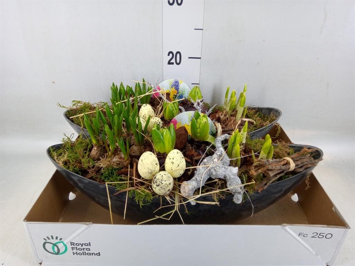 <h4>Arr. Bol/Knolgewas L%</h4>