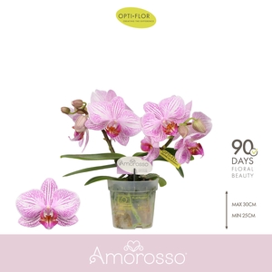 Amorosso Merlini 2 spike