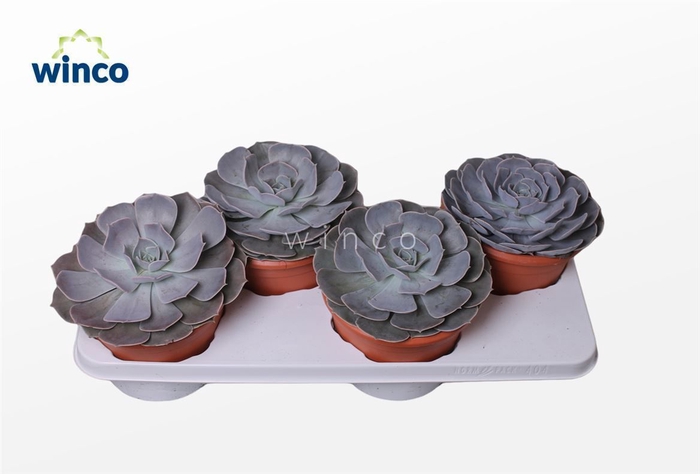 <h4>Echeveria Pollux</h4>