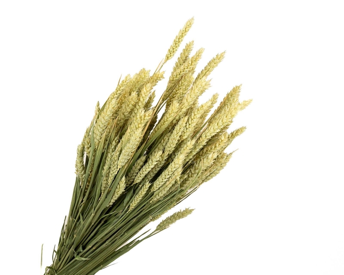 <h4>Tarwe Natural</h4>