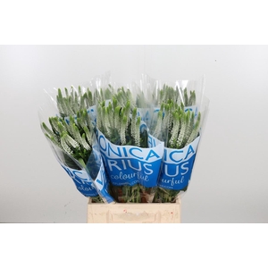 Veron Smart Luna Wit