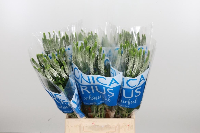 <h4>Veron Smart Luna Wit</h4>