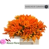 Cap Orange Fire