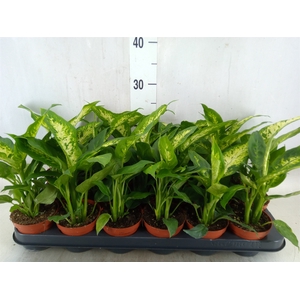 Dieffenbachia  'Compacta'