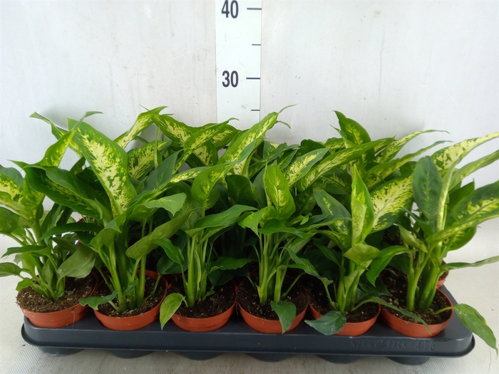 <h4>Dieffenbachia  'Compacta'</h4>