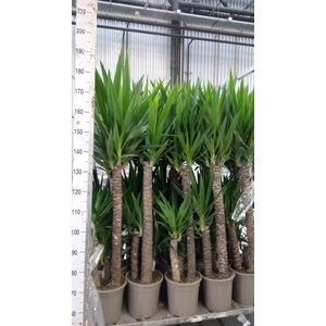Yucca   ...