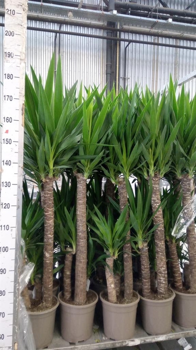 <h4>Yucca   ...</h4>