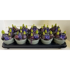 12 cm Hyacint Blue Star in olijfgroene pot