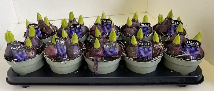 <h4>12 cm Hyacint Blue Star in olijfgroene pot</h4>