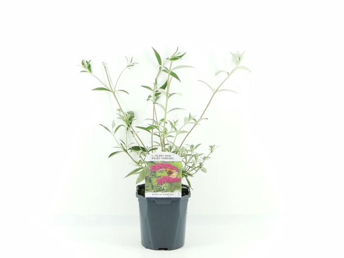 <h4>Buddleja Royal Red</h4>