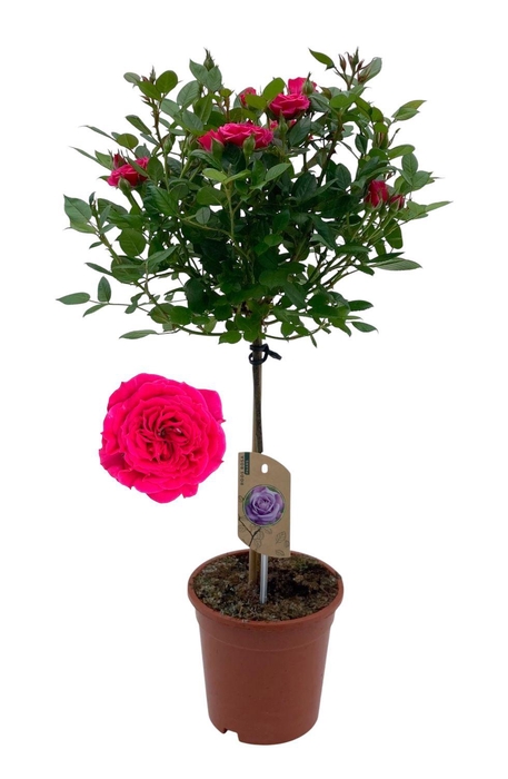 <h4>Roos op stam, Lila</h4>