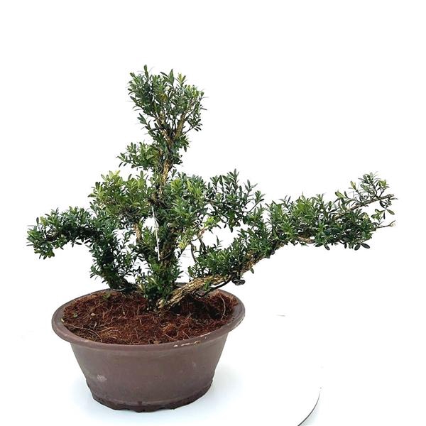 <h4>buxus harlandii, pot 30 cm shape.</h4>