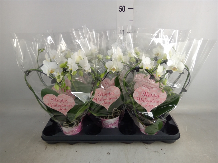 <h4>Phalaenopsis   ...</h4>