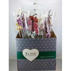 Phalaenopsis   ...mix