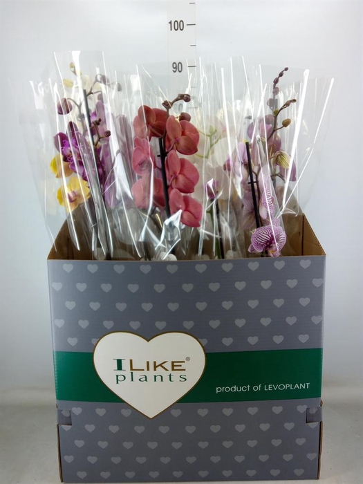 <h4>Phalaenopsis   ...mix</h4>