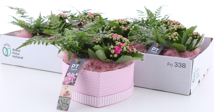 <h4>ARR KAMERPL</h4>