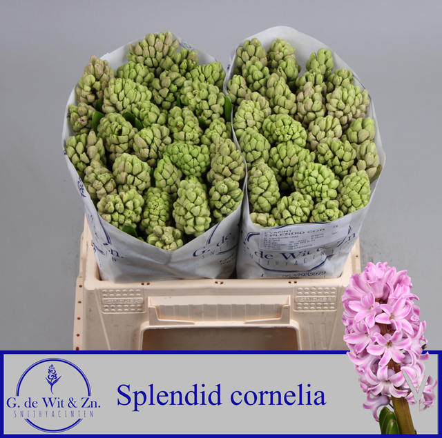 <h4>HYAC SPLEND CORNELIA</h4>