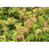 Acer palmatum