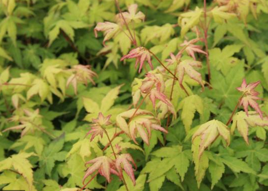 Acer palmatum