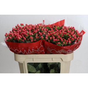 Hypericum Sweet Romance