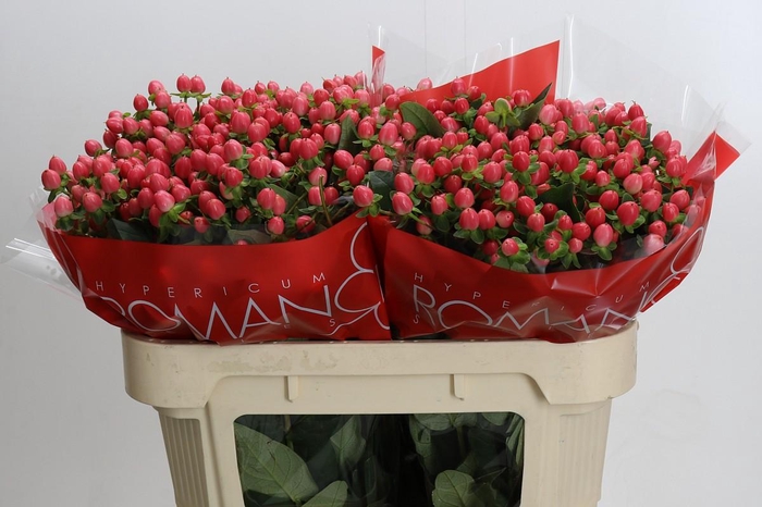 <h4>Hypericum Sweet Romance</h4>