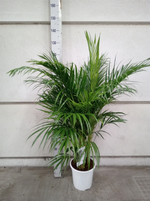 <h4>Dypsis lutescens   ...Chrysalidoca</h4>