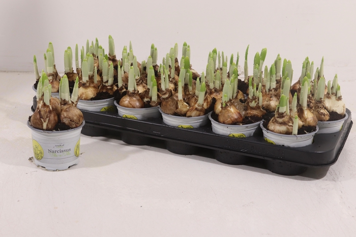 <h4>NARC O TETE A TETE</h4>