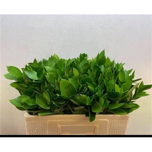 RUSCUS HYPOPHYLLUM