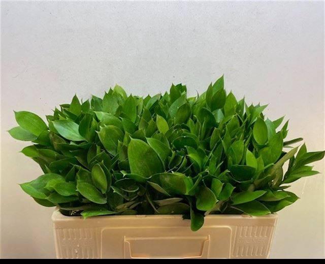 <h4>RUSCUS HYPOPHYLLUM</h4>