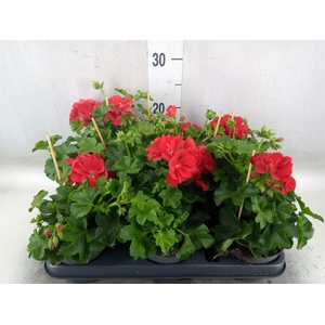 Pelargonium pelt.   ...