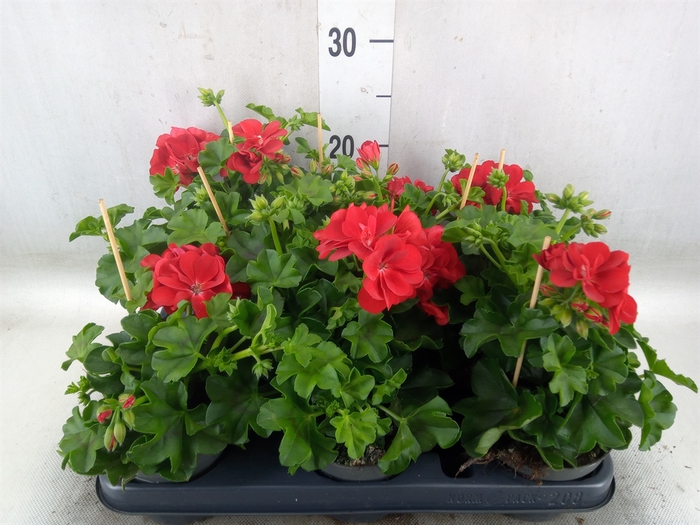 <h4>Pelargonium pelt.   ...</h4>