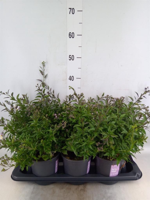 <h4>Solanum jasminoides</h4>